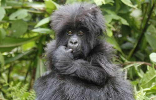 5 Days Gorilla Trekking Safari In Uganda