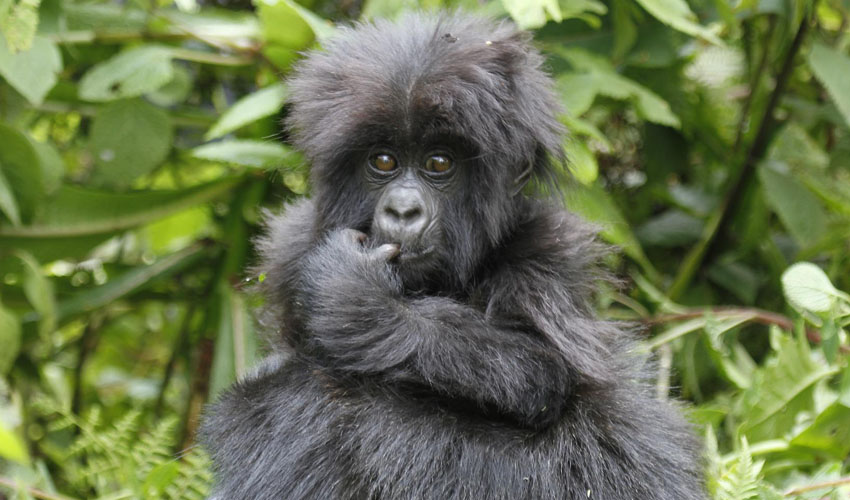 5 Days Gorilla Trekking Safari In Uganda