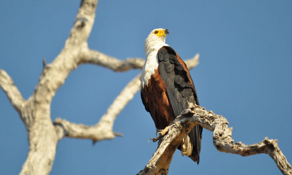 Bird Watching in Uganda