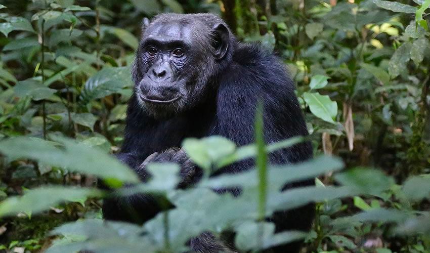 Chimpanzee Trekking in Budongo Forest