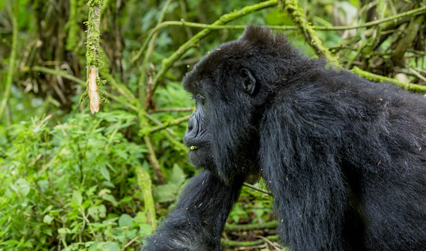 Bwindi Impenetrable National Park