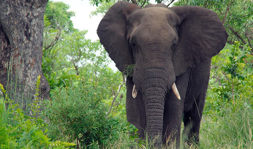 Queen Elizabeth National Park