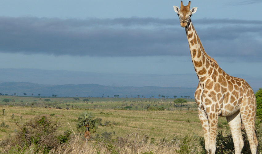 8 Days Best of Uganda Wildlife Exploration