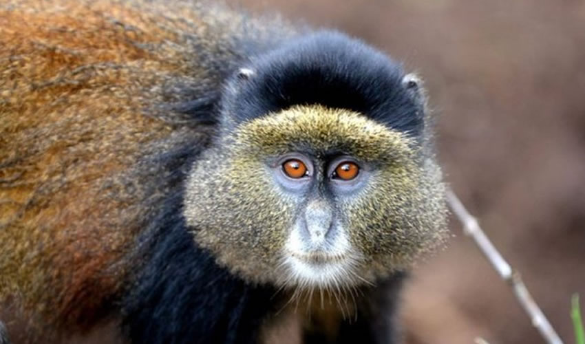 Golden Monkey Tracking in Mgahinga National Park