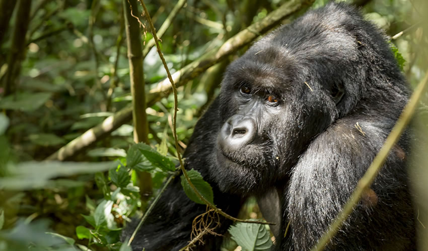 Gorilla Trekking in Uganda