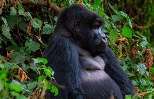 5 Days Uganda Primates and Wildlife Tour
