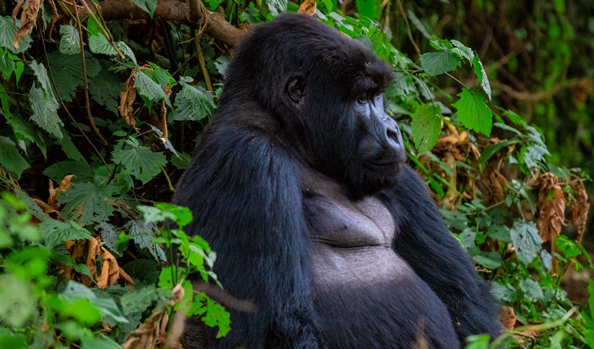 5 Days Uganda Primates and Wildlife Tour