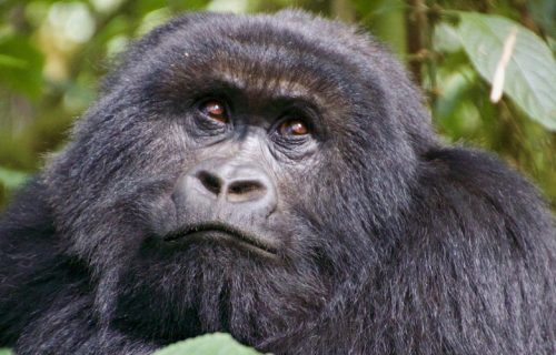 3 Days Gorilla Safari to Mgahinga National Park