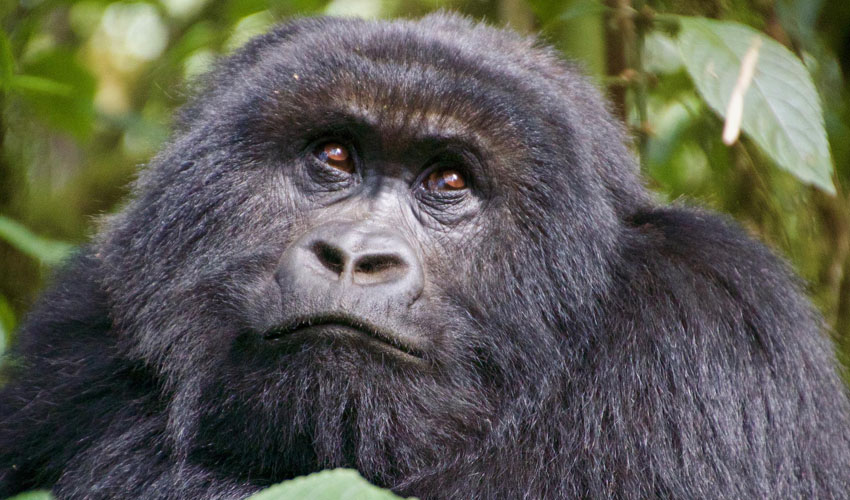3 Days Gorilla Safari to Mgahinga National Park