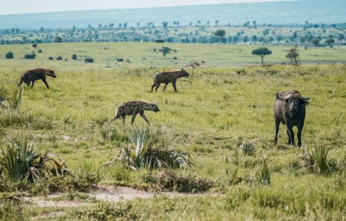 3 Days Murchison Falls National Park Tour