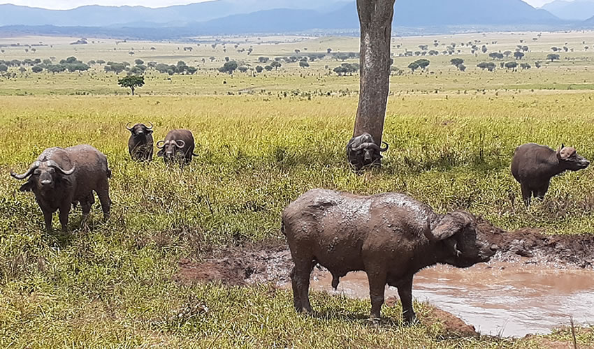 Kidepo Valley National Park