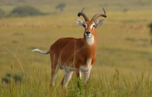 5 Days Exploring Uganda Wildlife Tour