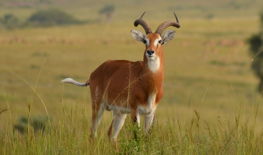 5 Days Exploring Uganda Wildlife Tour