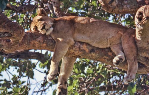 7 Days Amazing Uganda Wildlife Adventure