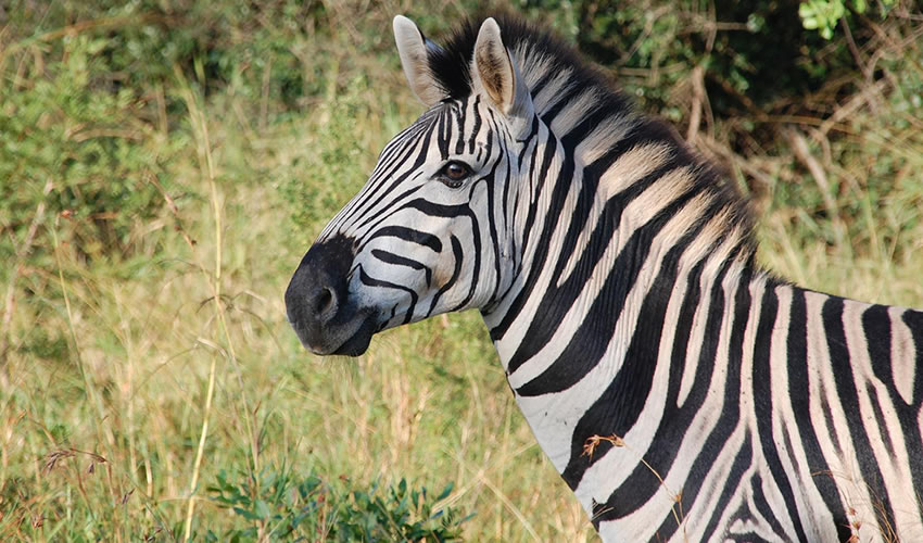 Lake Mburo National Park