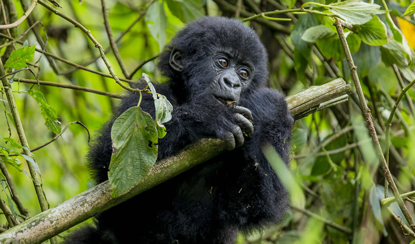 Mgahinga Gorilla National Park