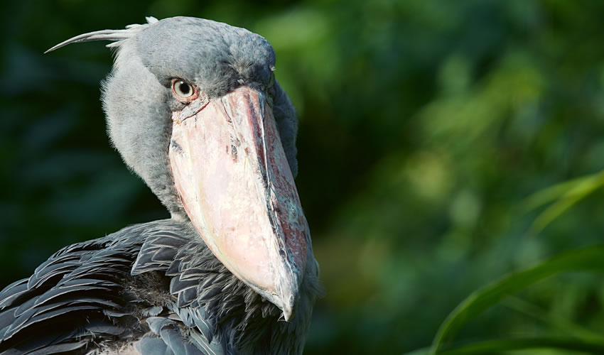 Shoebill Sighting at Mabamba Wetland