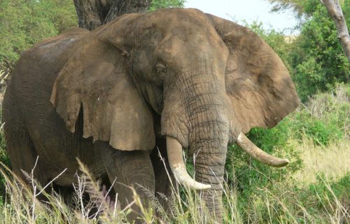 4 Days Uganda Wildlife Safari Tour