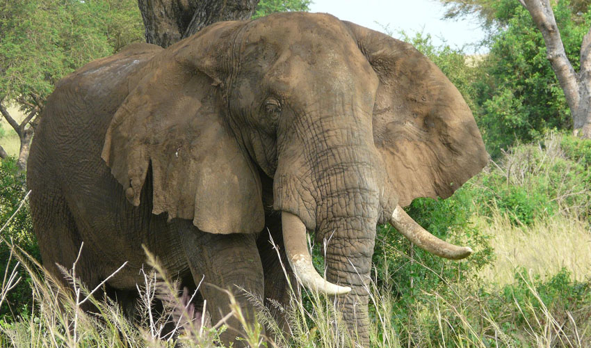 4 Days Uganda Wildlife Safari Tour