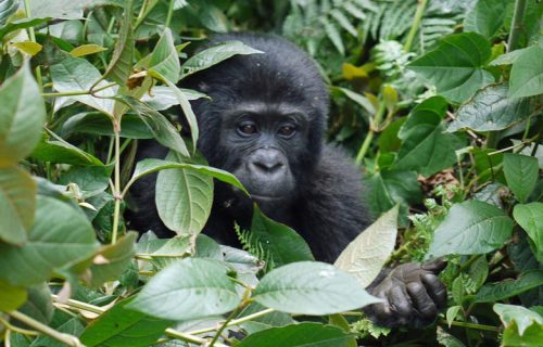 3 Days Bwindi Gorilla Tracking Safari