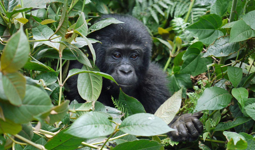 3 Days Bwindi Gorilla Tracking Safari